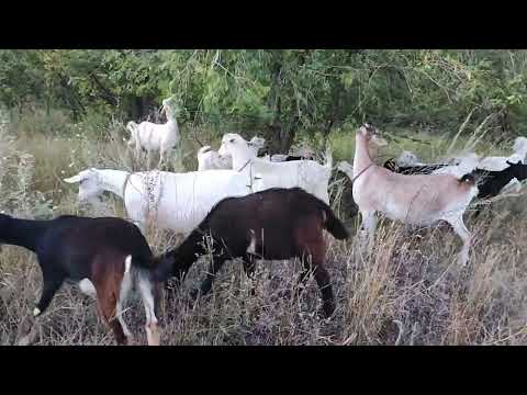 Видео: Добро возвращается!!! Продала две козы. Август 2024 г.