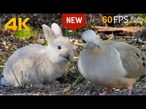 Видео: КОШКА ТВ 😺 Милые кролики и птичьи друзья 🐦 60FPS Новая версия 8 часов 4K