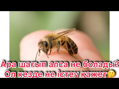 Видео: Ара шаққанда не істеу керек? Ара шаққан соң ісіну – қауіп пе?