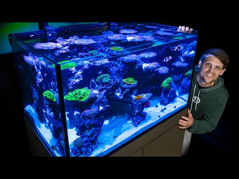 Видео: Океан в помещении — мой морской аквариум с солёной водой и коралловым рифом