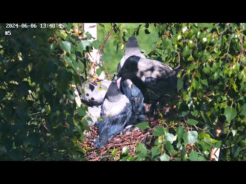 Видео: Уютное гнездо ворон 06.13  часть 1 🐣