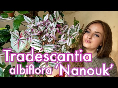 Видео: Как ухаживать за традесканцией белоцветковой «Наноук» | Советы по уходу за комнатными растениями