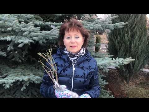 Видео: Как сохранить розы до посадки? ПРАВИЛЬНОЕ ХРАНЕНИЕ САЖЕНЦЕВ РОЗ