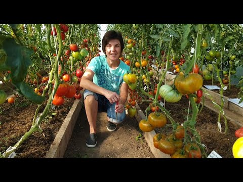 Видео: Обзор томатов из Проекта Гном Томатный(Dwarf Tomato Project) в теплице. Сезон 2022. Седьмое августа.