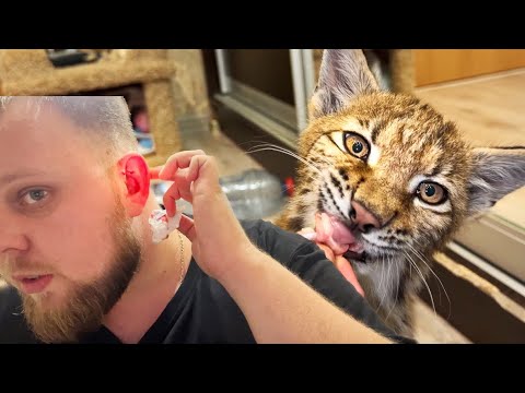 Видео: Рысь Дива ПОРВАЛА МНЕ УХО! Учим рысёнка кушать ВЗРОСЛУЮ ПИЩУ )))
