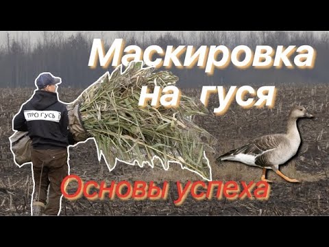 Видео: Охота на гуся Маскировка/Как маскировать скрадок на гуся