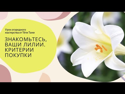 Видео: 834. Знакомьтесь. Ваши лилии...