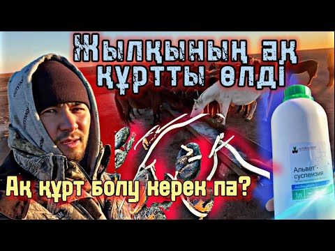 Видео: Жылқының ақ құрттын өлтіретін дәрі | Құртты түсіретін дәріні жылқыға қалай береміз?