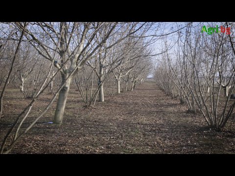 Видео: От първия декар до затворения цикъл биопроизводство на лешници и орехи