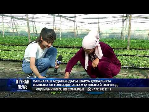 Видео: Сарыағаш ауданындағы шаруа қожалықта жылына 60 тоннадан астам құлпынай өсіріледі