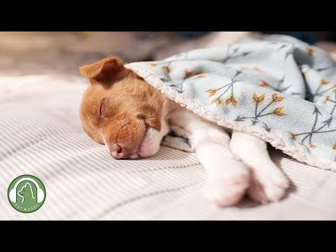 Видео: Успокаивающая музыка для спящих собак🐶Музыка для снятия тревоги и стресса🎵Любимая музыка собак