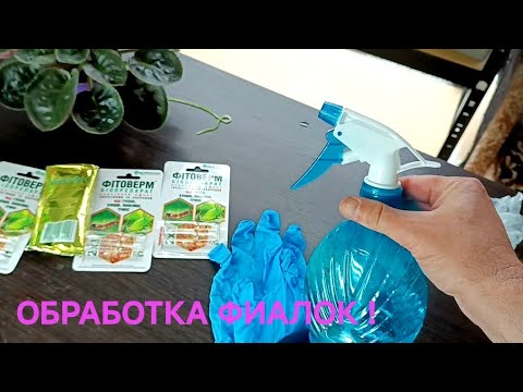 Видео: СУПЕР ПРЕПАРАТ ДЛЯ ОБРАБОТКИ ФИАЛОК ОТ ВРЕДИТЕЛЕЙ !