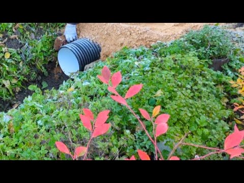 Видео: 25.10.24.Дача..Доделали переход через канаву..Обрезаю клематисы..Занимаюсь теплицей...