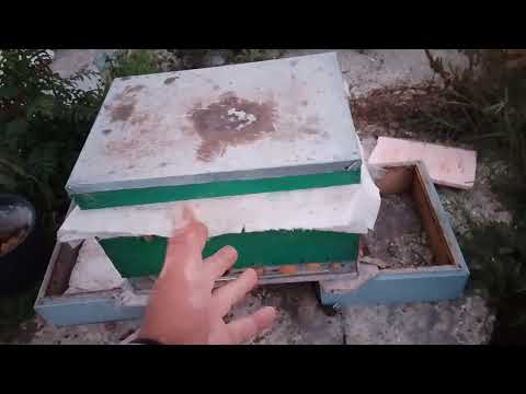 Видео: Смотрим сколько пчелы родилось из печаток,данных в семью из разных семей. Ого,народу прибавляется  