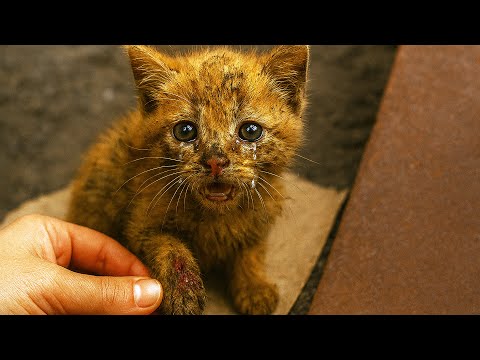 Видео: Голодный котёнок дрожал на улице… Одна девочка сделала невозможное, чтобы его спасти.