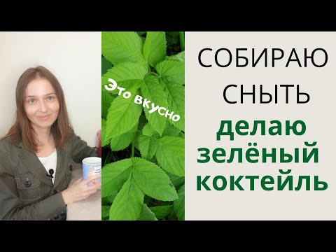 Видео: Сныть - вкусный и полезный дикорос (сорняк). Собираем и делаем зеленый коктейль из сныти.
