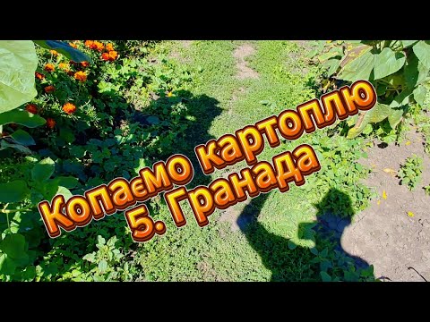 Видео: Копаємо картоплю. 5. Гранада.