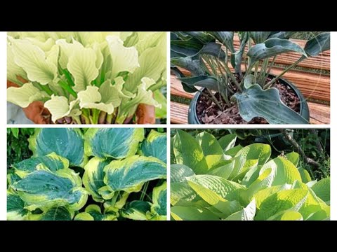 Видео: Хосты из питомника Fransen.Обзор посылки, весна 2023года.