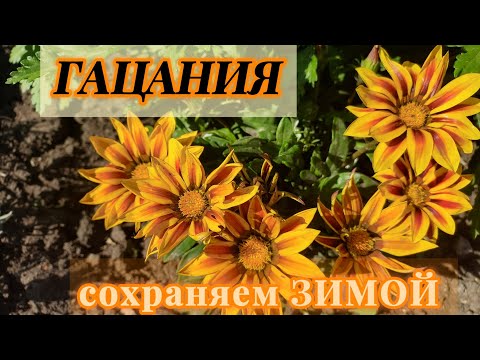 Видео: Как сохранить Гацанию(Газанию)на следующий сезон..Способ сохранения в домашних условиях 🌼🌼🌼