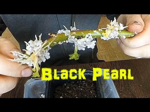 Видео: Чудеса ВЕГЕТАТИВНОГО РАЗМНОЖЕНИЯ ЕЖЕВИКИ! Ботано-влог, проект САЖЕНЦЫ.