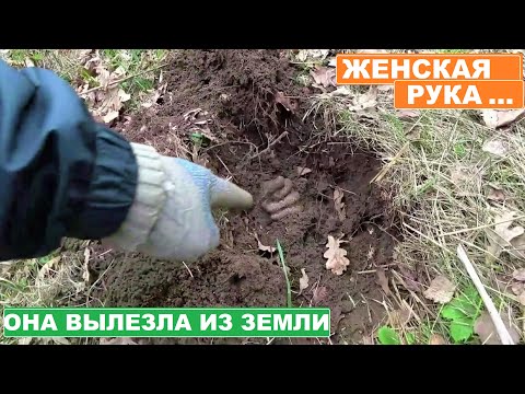 Видео: СЕРДЦЕ ОСТАНОВИЛОСЬ, когда из ЗЕМЛИ ПОКАЗАЛАСЬ ЖЕНСКАЯ РУКА!