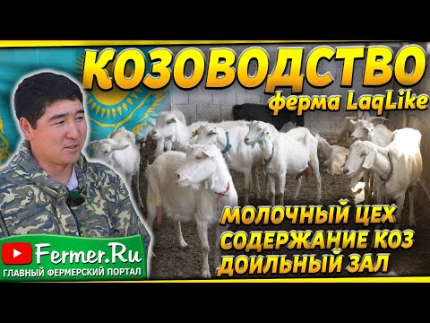 Видео: Молочная козья ферма на 100 голов в Казахстане. Зааненские и альпийские козы. Доильный зал. LaqLike