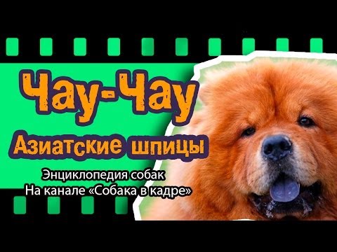 Видео: Чау-Чау (Азиатские шпицы)