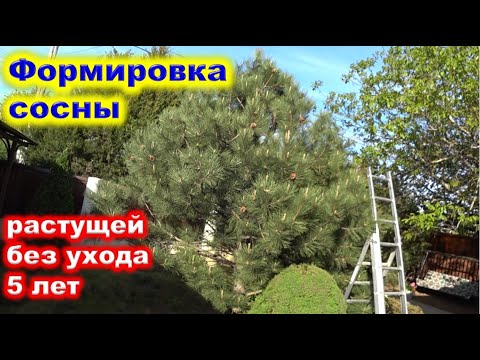 Видео: ФОРМИРУЮЩАЯ ОБРЕЗКА запущенной СОСНЫ