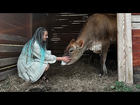 Видео: Як виросити із телиці високоудійну корову?
