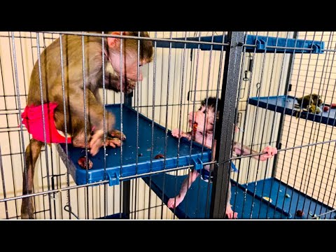 Видео: УРА! Степка поднялся на САМЫЙ ВЕРХ вольера! Вы посмотрите КАК Люся помогает Степашке)))