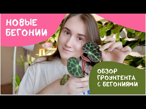 Видео: Новые Бегонии. Выставка растений Воронеж. Живой уголок. Обзор Гроутента.