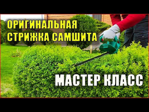 Видео: Самшит, оригинальная стрижка. Фигурная формировка  изгороди из самшита, видео с пасхалкой.