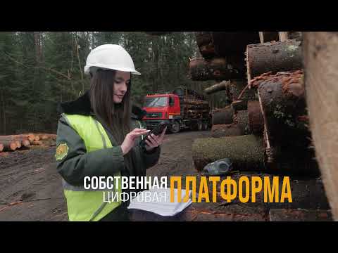 Видео: Как в Беларуси развивается лесное хозяйство? Главные достижения отрасли за 30 лет