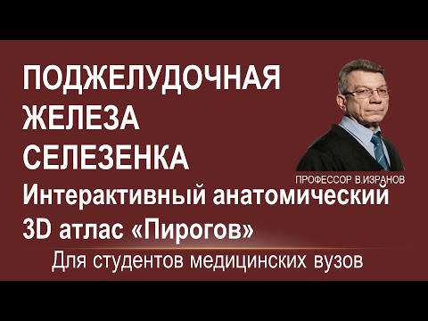 Видео: ПОДЖЕЛУДОЧНАЯ ЖЕЛЕЗА И СЕЛЕЗЕНКА: отношение к брюшине