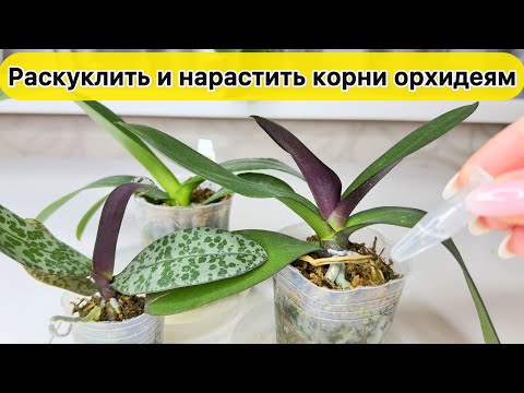 Видео: Нарастить корни орхидеи Раскуклить корни орхидеи