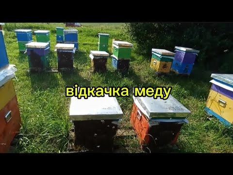 Видео: Відкачка ріпакового меду