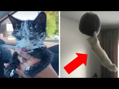 Видео: Популярное из Тик Ток: непостижимая кошачья логика (33 часть)