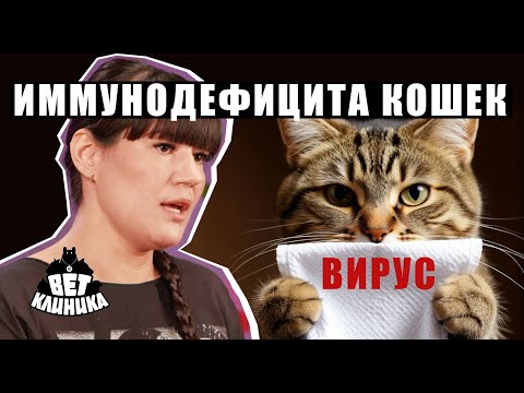 Видео: Вирус иммунодефицита кошек
