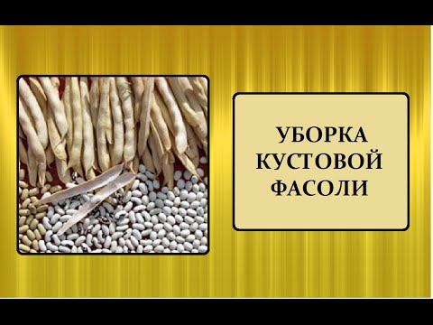 Видео: УБОРКА КУСТОВОЙ ФАСОЛИ.