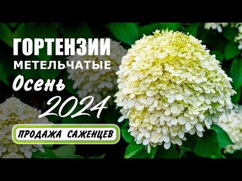 Видео: Гортензии метельчатые. Осень 2024. Продажа саженцев