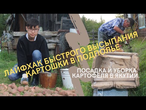 Видео: Посадка и уборка картофеля в Якутии