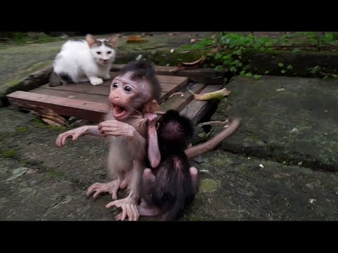 Видео: РОККИ И КВИН — ДЕТЁНЫШИ ОБЕЗЬЯНКИ, КОТОРЫЕ РЕДКО ДРУЖНЫ