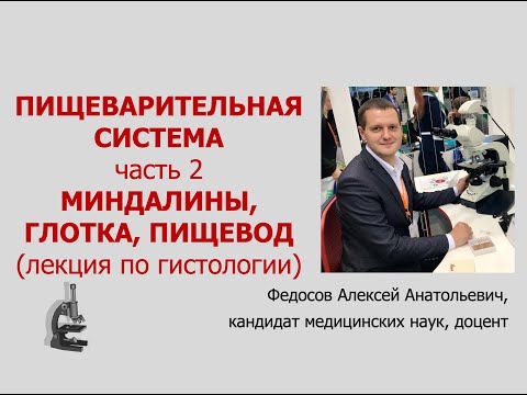 Видео: ПИЩЕВАРИТЕЛЬНАЯ СИСТЕМА 2. МИНДАЛИНЫ, ГЛОТКА, ПИЩЕВОД (ЛЕКЦИЯ ПО ГИСТОЛОГИИ)