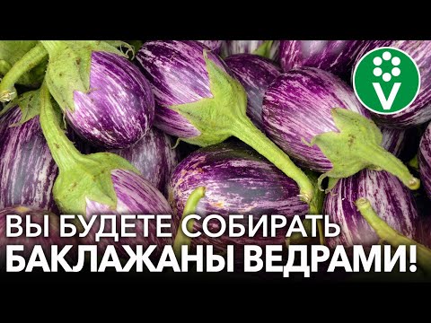 Видео: СЕЕМ БАКЛАЖАНЫ НА РАССАДУ! Точные сроки посева, подготовка грунта, обработка семян и другие нюансы