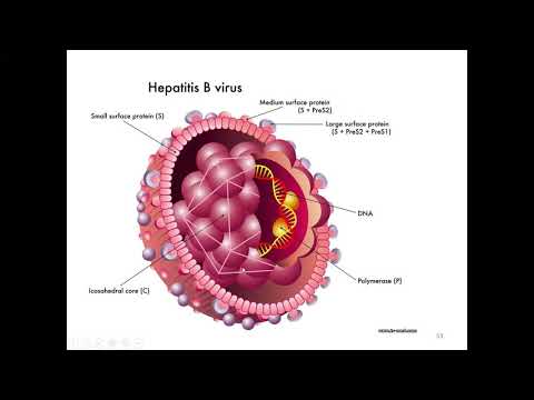 Видео: Л.Т. Баязитова. Вирусные гепатиты.