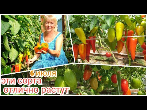 Видео: На даче ШТОРМИЛО.Выбрала ЛУЧШИЕ СОРТА ПЕРЦА Где покупаю семена и все для дачи выгодно