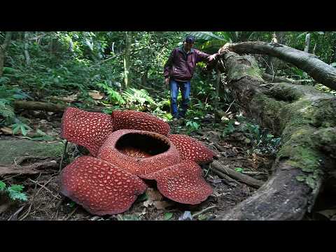 Видео: Цветок паразит пахнущий смертью.  Раффлезия: гигантская загадка природы.