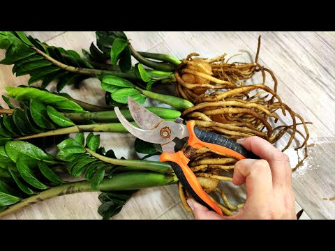 Видео: МАЛО КТО ЗНАЕТ ЧТО ТАКИМ СПОСОБОМ ЗАМИОКУЛЬКАС Нарастит мощный клубень и много листьев