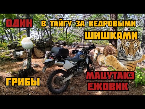 Видео: Кедровые шишки | Грибы Мацутакэ | Приморский край | Ежовик гребенчатый