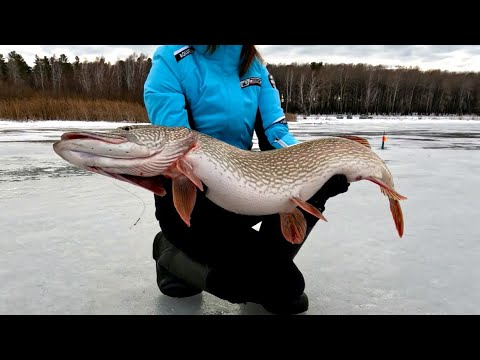 Видео: ТРОФЕЙНАЯ рыбалка не для СЛАБОНЕРВНЫХ! Без ТОПОРА не обошлось. ПЕРВЫЙ ЛЁД 2023 запомнится на долго!